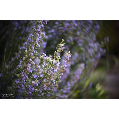 Lensbaby Fixed Body with Twist 60 Optic for Sony E