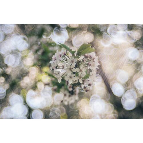 Meyer-Optik Gorlitz Trioplan 100mm f/2.8 II Lens for FUJIFILM X