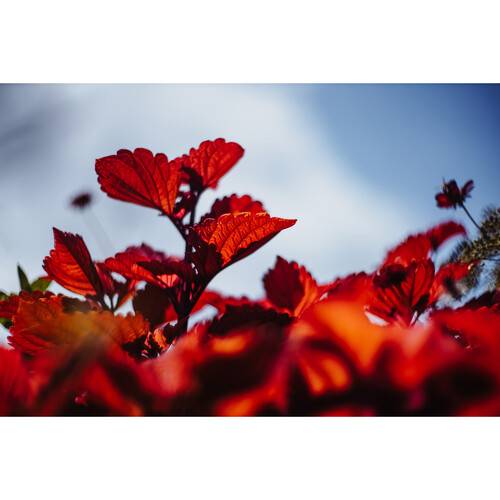 Meyer-Optik Gorlitz Biotar 75mm f/1.5 II Lens (Micro Four Thirds)