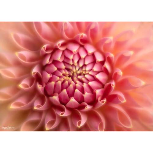 Lensbaby Fixed Body Soft Focus II 50 Optic for Canon RF